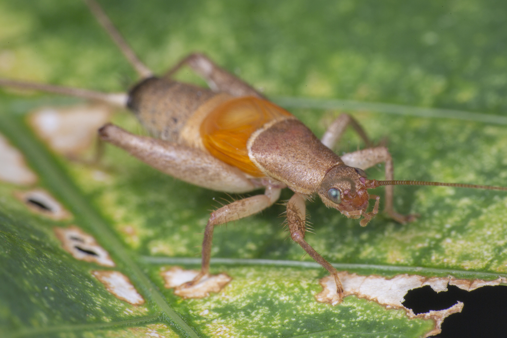 Scaly Crickets