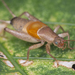 鱗蟋亞科 - Photo 由 budak 所上傳的 (c) budak，保留部份權利CC BY-NC