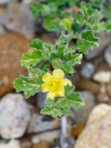 Image of Billieturnera helleri by (c) Michelle W. （鍾偉瑋）, some rights reserved (CC BY)