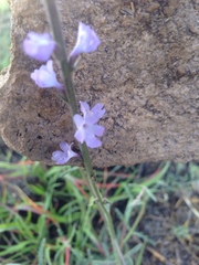 Verbena halei