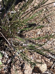 Polygala scoparioides