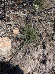 Polygala scoparioides