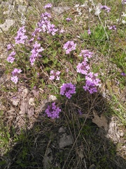 Glandularia canadensis