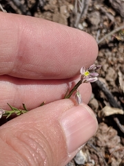 Polygala scoparioides