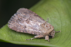 Agrotis segetum