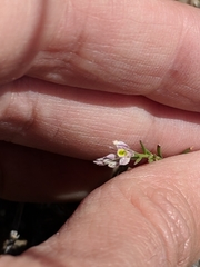 Polygala scoparioides