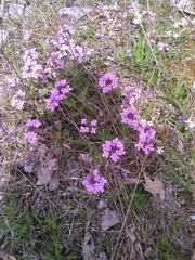 Glandularia canadensis