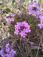 Glandularia canadensis