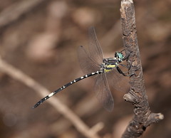 Parasynthemis regina