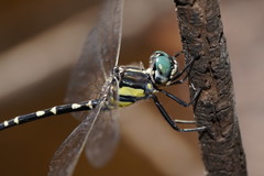 Parasynthemis regina