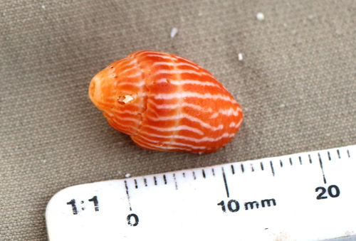Strigatella retusa observed 2023-10-18
