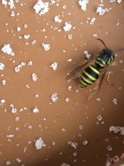 Vespula flaviceps