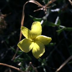 Haplophyton crooksii