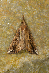 Hypena abjectalis