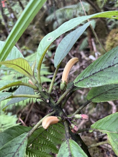 Cyanea copelandii ssp. haleakalaensis