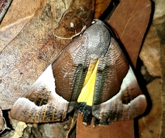 Niceteria macrocosma