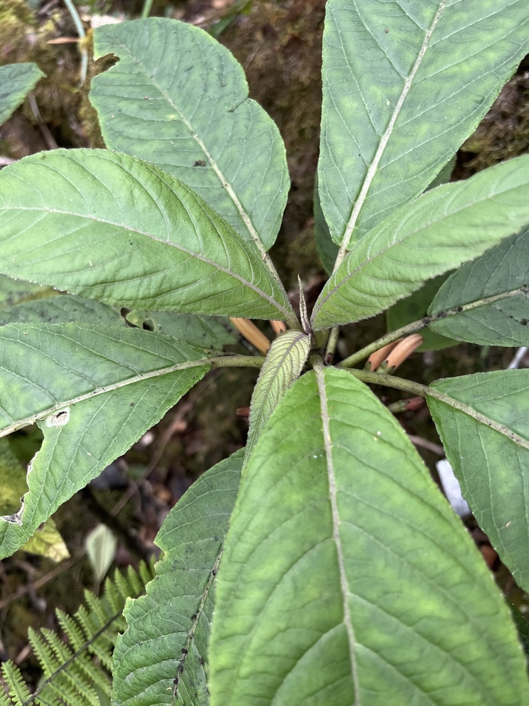 Cyanea copelandii