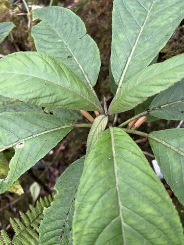 treetrunk cyanea (Cyanea copelandii ssp. copelandii)