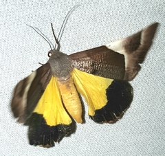 Niceteria macrocosma