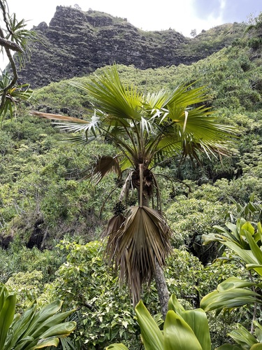 Pritchardia napaliensis observed 2022-05-12