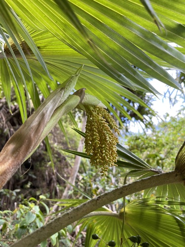 Pritchardia napaliensis observed 2022-05-12