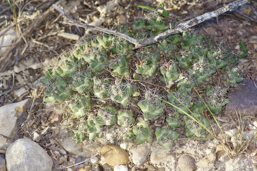 Pelecyphora macromeris