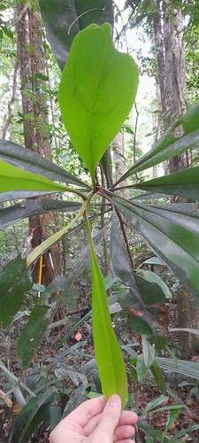 Rhabdodendron amazonicum (Rhabdodendron amazonicum)