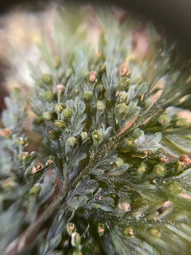 Crepidomanes draytonianum