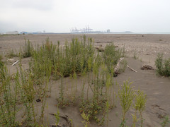 Chenopodium acuminatum virgatum