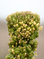 Chenopodium acuminatum virgatum