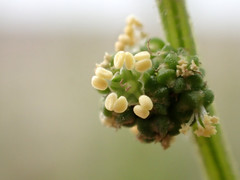 Chenopodium acuminatum virgatum