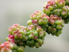 Chenopodium acuminatum virgatum