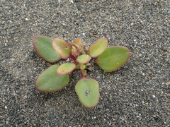 Chenopodium acuminatum virgatum