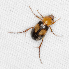 Phyllotocus bimaculatus