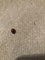 Harmonia axyridis