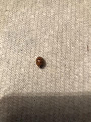 Harmonia axyridis