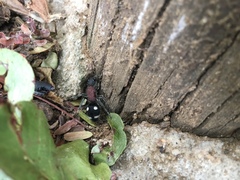 Dolichomutilla sycorax