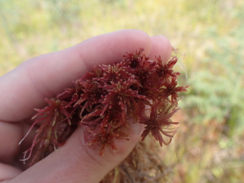 Image of Sphagnum warnstorfii by no rights reserved
