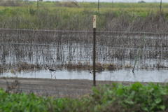 Himantopus mexicanus
