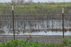 Himantopus mexicanus