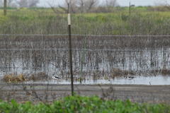 Himantopus mexicanus