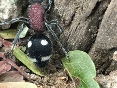 Dolichomutilla sycorax