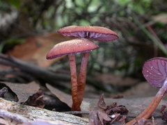 Laccaria canaliculata