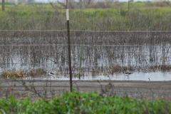 Himantopus mexicanus