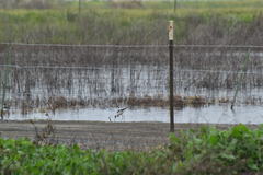 Himantopus mexicanus