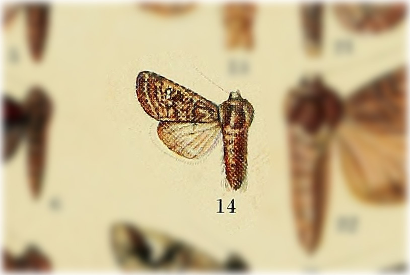 Chabuata ociosa