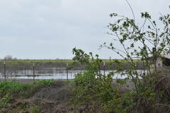 Himantopus mexicanus