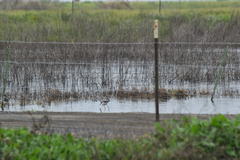 Himantopus mexicanus