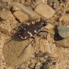 Cicindela hybrida