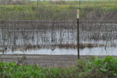 Himantopus mexicanus